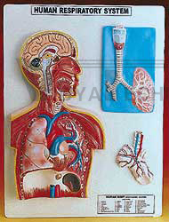 Respiratory System